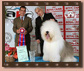 SHERLOCK MOLMNIX SHETLAND OF SUFFOLK